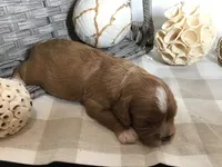 Henry Wadsworth “Longfellow” F1, a male Cavapoo for sale in Bloomfield, IA – 5 of 10