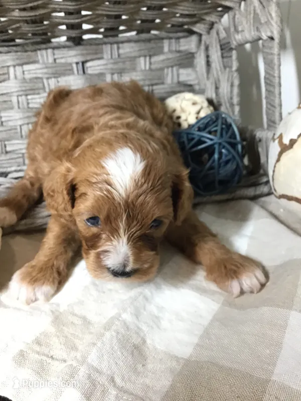 Henry Wadsworth “Longfellow” F1 – Cavapoo puppy for sale in Bloomfield, IA
