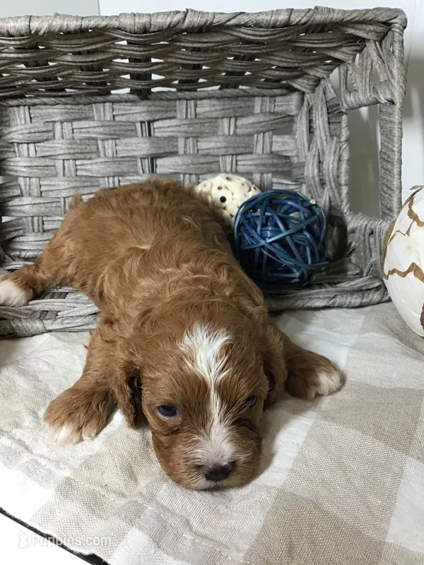 “Laura” Ingalls Wilder F1 – Cavapoo puppy for sale in Bloomfield, IA