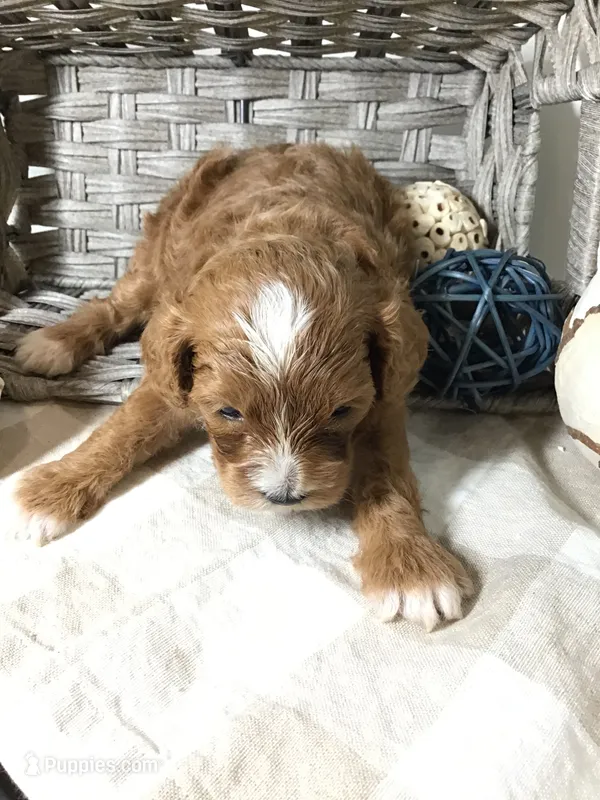 Henry Wadsworth “Longfellow” F1 – Cavapoo puppy for sale in Bloomfield, IA