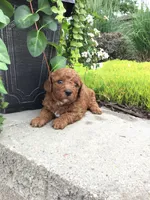 Zion F1b, a male Cavapoo for sale in Bloomfield, IA – 2 of 10