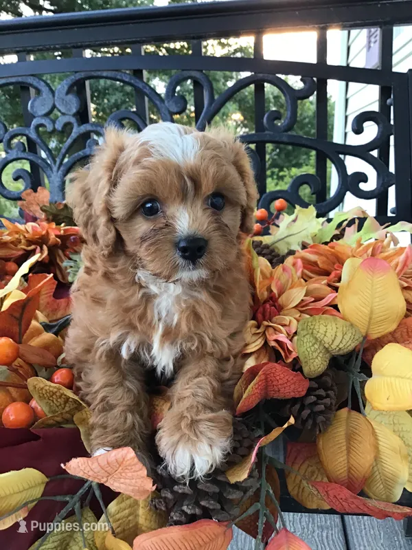 C. S. “Lewis” F1 – Cavapoo puppy for sale in Bloomfield, IA