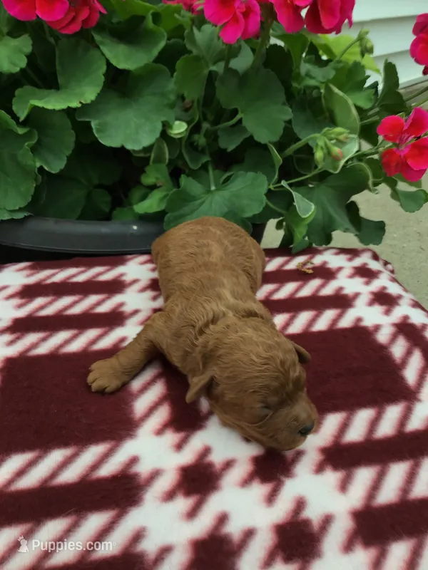 Male #2 – Cavapoo puppy for sale in Bloomfield, IA