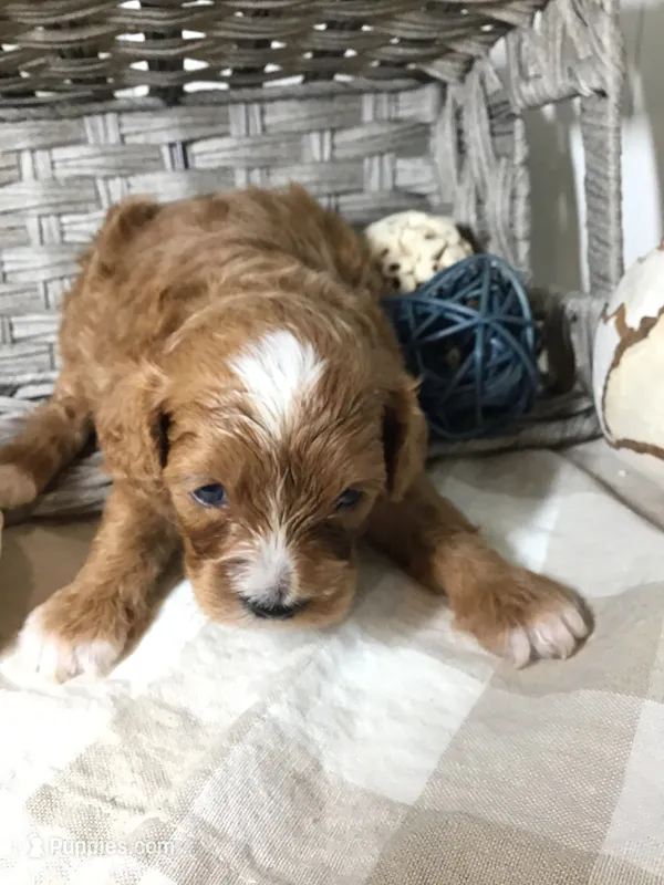 Henry Wadsworth “Longfellow” F1 – Cavapoo puppy for sale in Bloomfield, IA