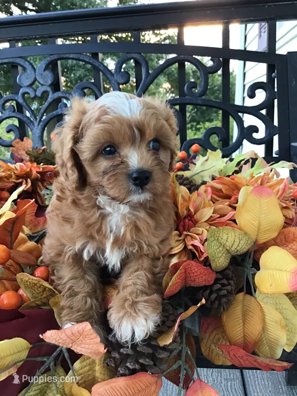 C. S. “Lewis” F1 – Cavapoo puppy for sale in Bloomfield, IA
