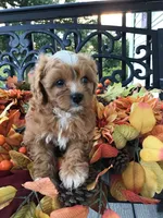 C. S. “Lewis” F1, a male Cavapoo for sale in Bloomfield, IA – 4 of 10