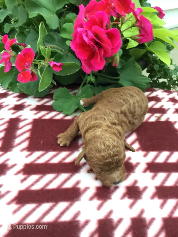 Male #3 – Cavapoo puppy for sale in Bloomfield, IA