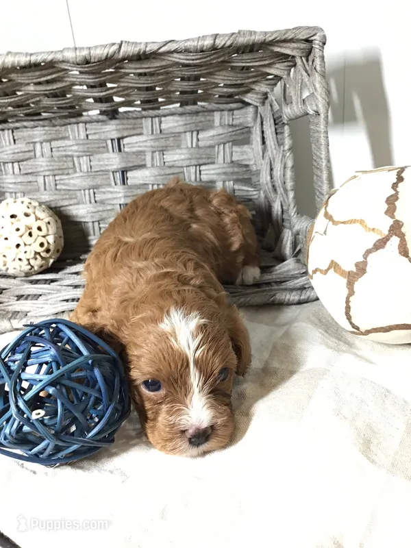 “Laura” Ingalls Wilder F1 – Cavapoo puppy for sale in Bloomfield, IA