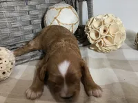 C. S. “Lewis” F1, a male Cavapoo for sale in Bloomfield, IA – 4 of 10