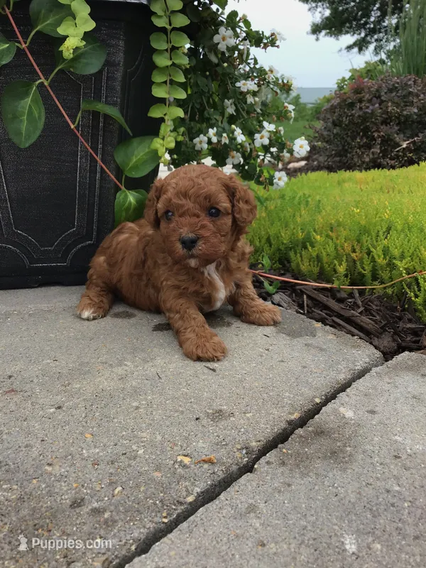 Bryce F1b – Cavapoo puppy for sale in Bloomfield, IA