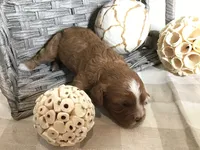“Laura” Ingalls Wilder F1, a female Cavapoo for sale in Bloomfield, IA – 4 of 10
