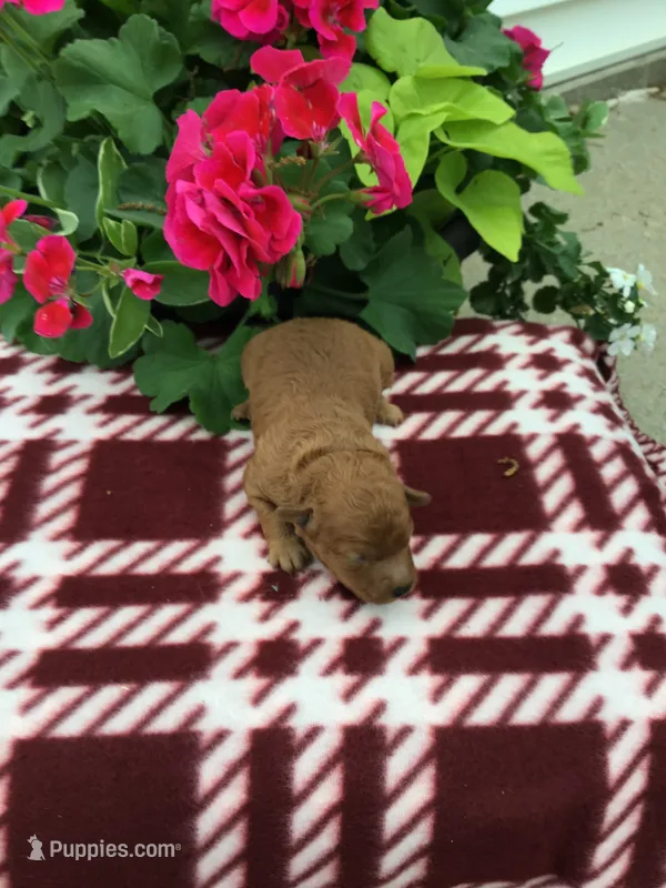 Female #2 – Cavapoo puppy for sale in Bloomfield, IA