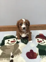 Mackey F1, a female Cavapoo for sale in Bloomfield, IA – Photo 7 of 10