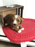 processed/f6f96d6b-ada9-41fa-93a1-42312692848e/listing/333612f5-d21c-401e-bf2b-fd7cb32361e7/1499e877-6776-4e32-9519-7d2e1e0959c8