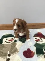 Mackey F1, a female Cavapoo for sale in Bloomfield, IA – Photo 5 of 10