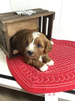 processed/f6f96d6b-ada9-41fa-93a1-42312692848e/listing/333612f5-d21c-401e-bf2b-fd7cb32361e7/1e89d9b3-89fe-4a84-9c39-e14759a72a67