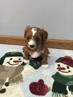 Mackey F1, a female Cavapoo for sale in Bloomfield, IA – Photo 2 of 10