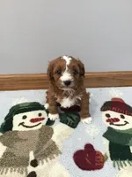 Mackey F1, a female Cavapoo for sale in Bloomfield, IA – Photo 8 of 10