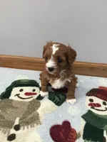 Mackey F1, a female Cavapoo for sale in Bloomfield, IA – Photo 9 of 10