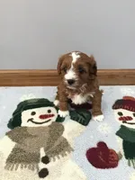 Mackey F1, a female Cavapoo for sale in Bloomfield, IA – Photo 3 of 10