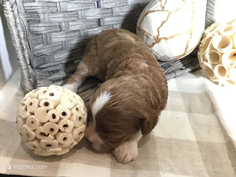 “Lucy” Montgomery F1 – Cavapoo puppy for sale in Bloomfield, IA
