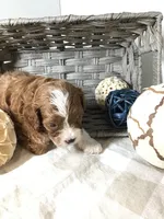 “Lucy” Montgomery F1 pending, a female Cavapoo for sale in Bloomfield, IA – 5 of 10