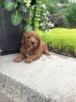 Zion F1b, a male Cavapoo for sale in Bloomfield, IA – 7 of 10