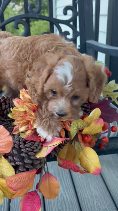 Henry Wadsworth “Longfellow” F1, a male Cavapoo for sale in Bloomfield, IA – 10 of 10