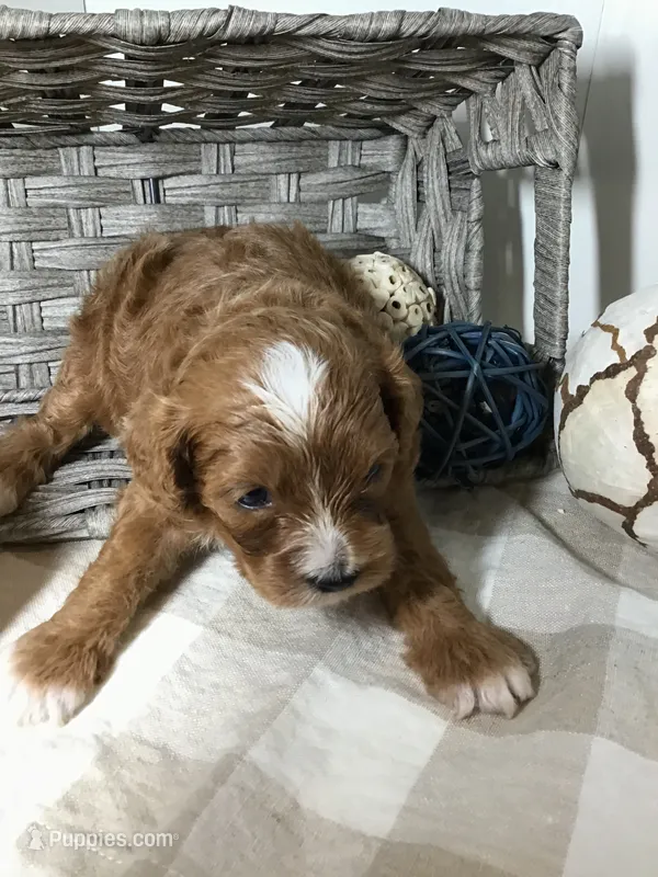 Henry Wadsworth “Longfellow” F1 – Cavapoo puppy for sale in Bloomfield, IA