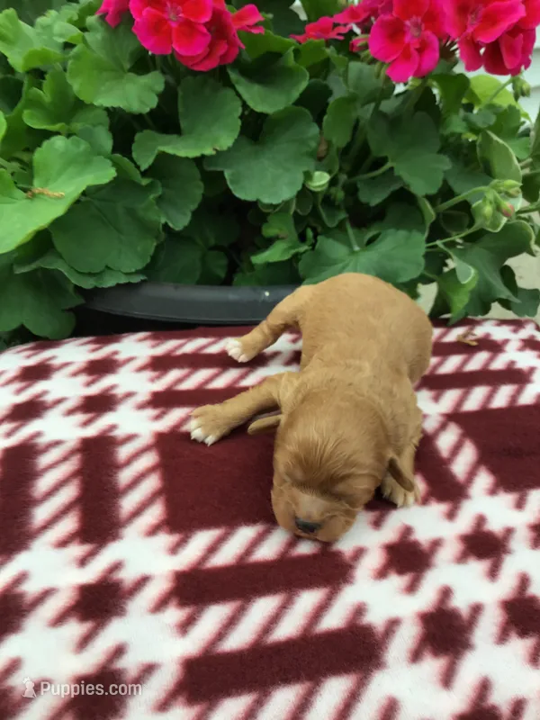 Male 1 – Cavapoo puppy for sale in Bloomfield, IA