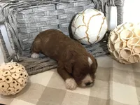 “Louisa” May Alcott F1, a female Cavapoo for sale in Bloomfield, IA – 6 of 10