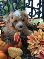Henry Wadsworth “Longfellow” F1, a male Cavapoo for sale in Bloomfield, IA – 6 of 10