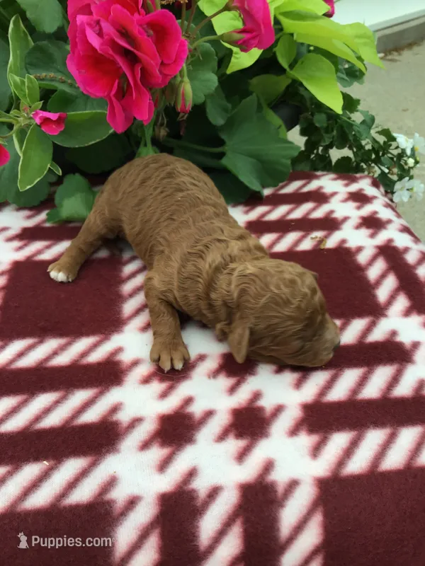 Male #3 – Cavapoo puppy for sale in Bloomfield, IA