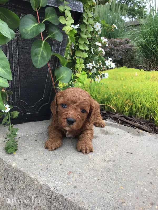 Zion F1b – Cavapoo puppy for sale in Bloomfield, IA