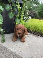Zion F1b, a male Cavapoo for sale in Bloomfield, IA – 4 of 10