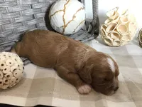 Henry Wadsworth “Longfellow” F1, a male Cavapoo for sale in Bloomfield, IA – 8 of 10