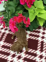 Male #3, a male Cavapoo for sale in Bloomfield, IA – 1 of 1