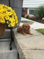 Shenandoah F1b, a male Cavapoo for sale in Bloomfield, IA – 7 of 10