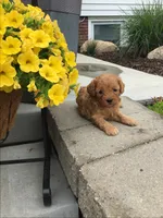 Custer F1b, a male Cavapoo for sale in Bloomfield, IA – 2 of 10