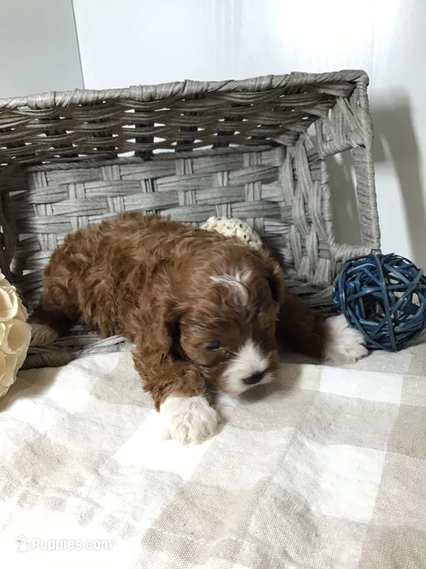 “Louisa” May Alcott F1 – Cavapoo puppy for sale in Bloomfield, IA