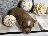 Henry Wadsworth “Longfellow” F1, a male Cavapoo for sale in Bloomfield, IA – 6 of 10