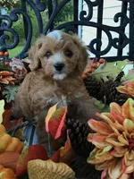 Henry Wadsworth “Longfellow” F1, a male Cavapoo for sale in Bloomfield, IA – 5 of 10