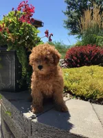 Denali F1b, a male Cavapoo for sale in Bloomfield, IA – 4 of 10
