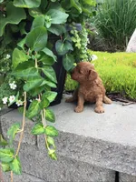 Shenandoah F1b, a male Cavapoo for sale in Bloomfield, IA – 4 of 10