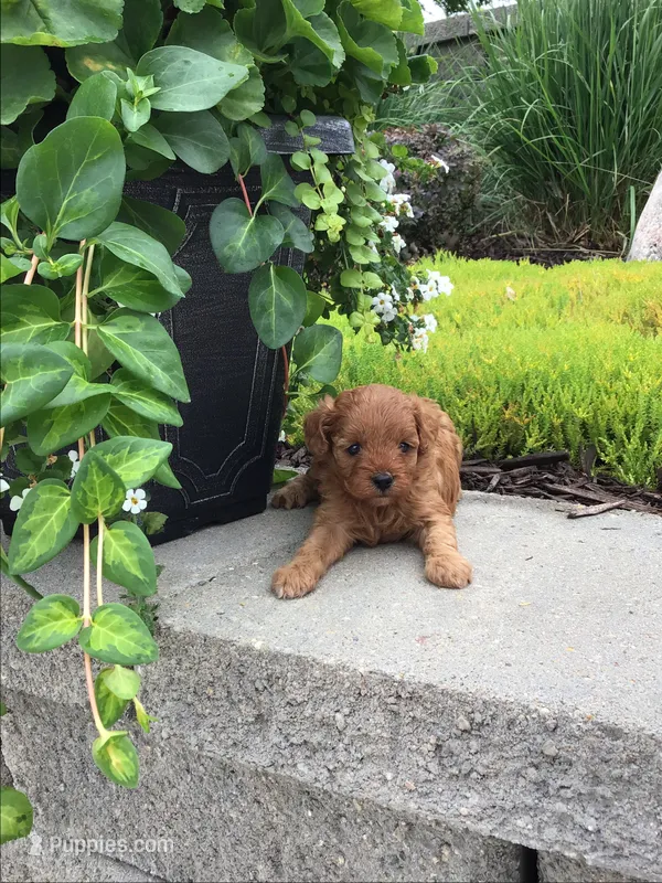 Shenandoah F1b – Cavapoo puppy for sale in Bloomfield, IA