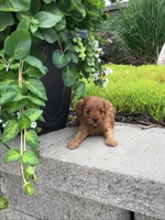 Shenandoah F1b, a male Cavapoo for sale in Bloomfield, IA – 3 of 10