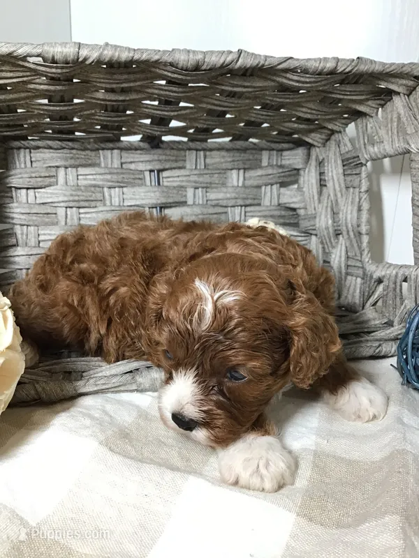 “Louisa” May Alcott F1 – Cavapoo puppy for sale in Bloomfield, IA