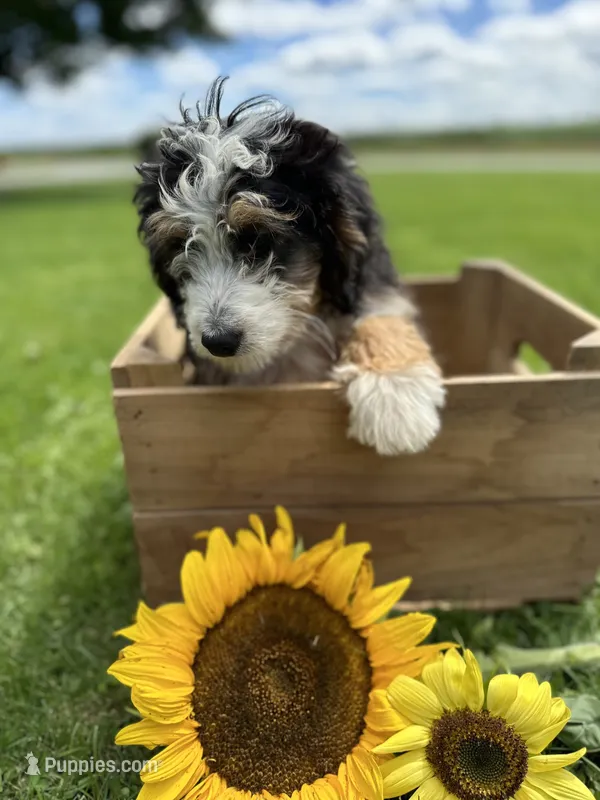 Skye – Miniature Bernedoodle puppy for sale in Bloomfield, IA