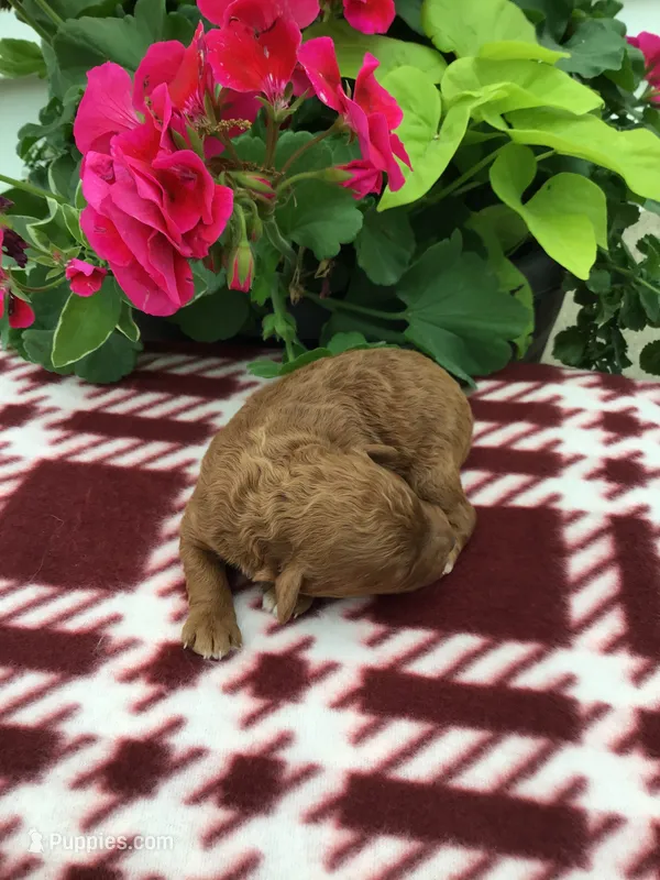 Male #2 – Cavapoo puppy for sale in Bloomfield, IA