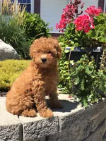 Denali F1b, a male Cavapoo for sale in Bloomfield, IA – 7 of 10